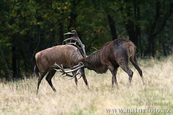 Cerf élaphe