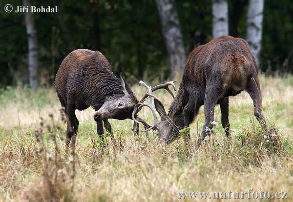 Cerf élaphe