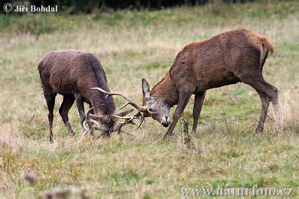 Cerf élaphe