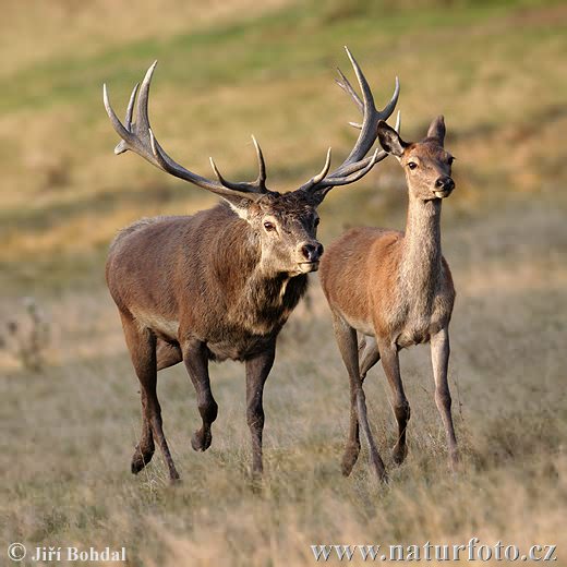 Cerf élaphe