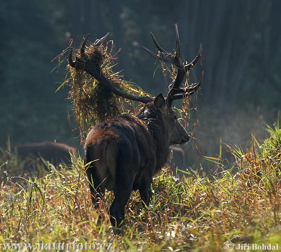 Cerf élaphe