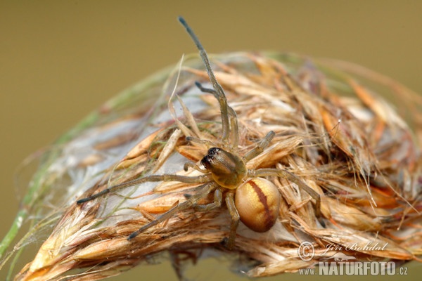 Cheiracanthium erraticum