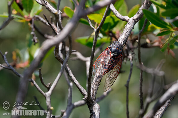 Cicadetta sp.