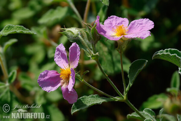 Cistus incanus