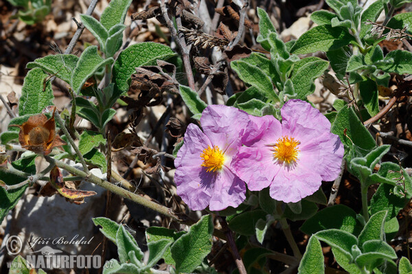 Cistus incanus