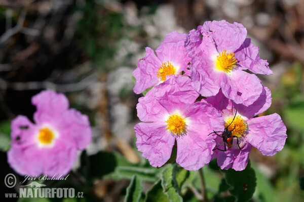 Cistus incanus