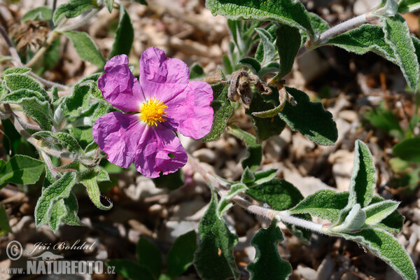 Cistus incanus