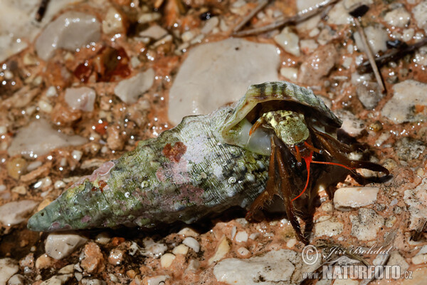 Clibanarius erythropus