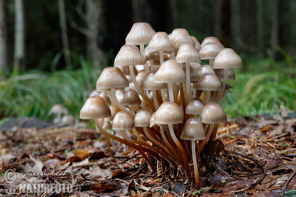 Clustered Bonnet Mushroom (Mycena inclinata)