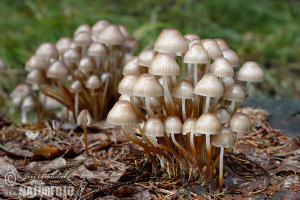 Clustered Bonnet Mushroom (Mycena inclinata)