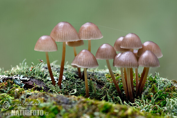 Clustered Bonnet Mushroom (Mycena inclinata)