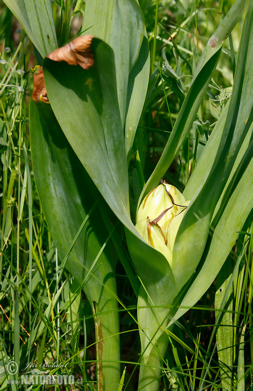 Colchicum autumnale