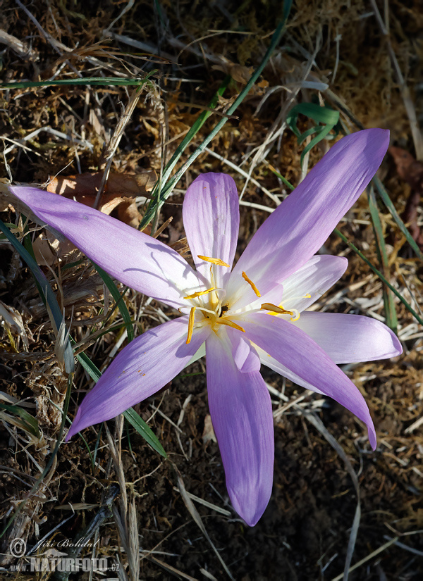 Colchicum autumnale