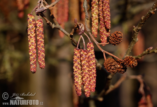 Common Alder (Alnus glutinosa)