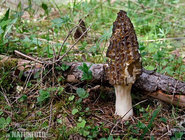 Conical Morel Mushroom (Morchella conica)