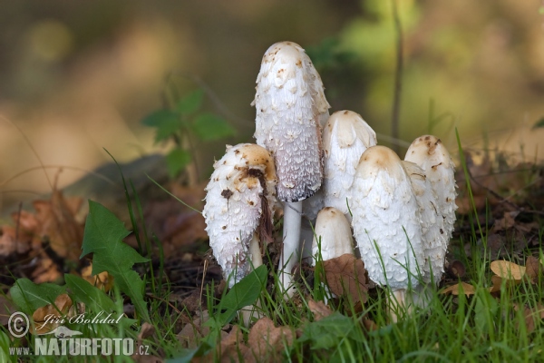 Coprinus comatus