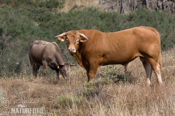 Cow (Bos primigenius)