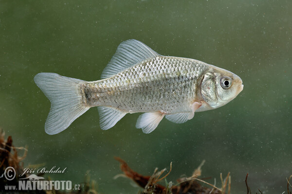 Crucian Carp (Carassius carassius)