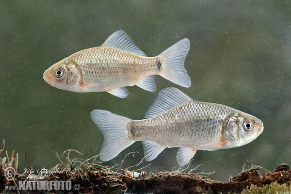 Crucian Carp (Carassius carassius)