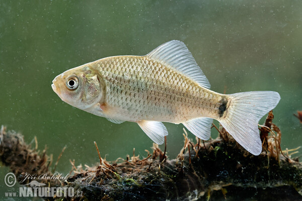 Crucian Carp (Carassius carassius)