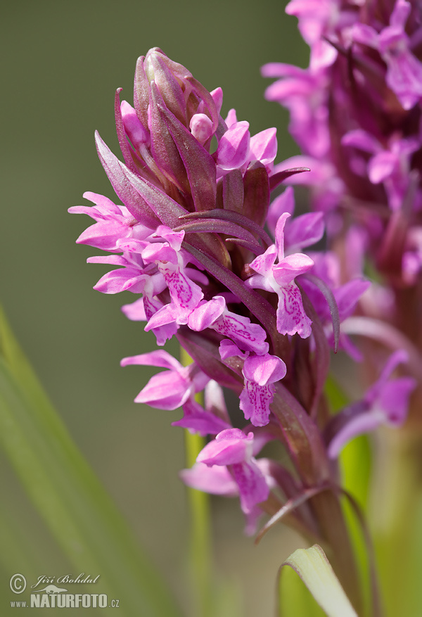 Dactylorhiza incarnata