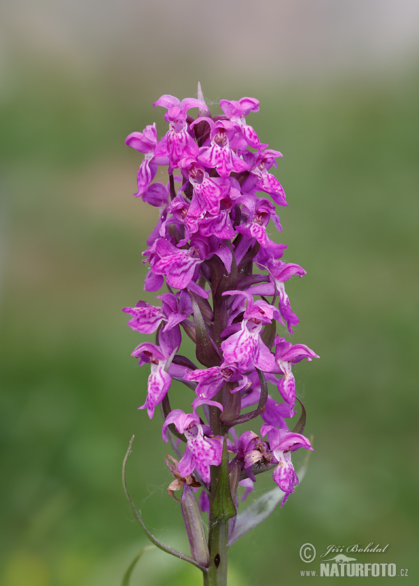 Dactylorhiza majalis