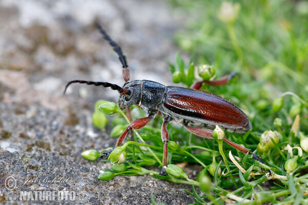 Dorcadion fulvum