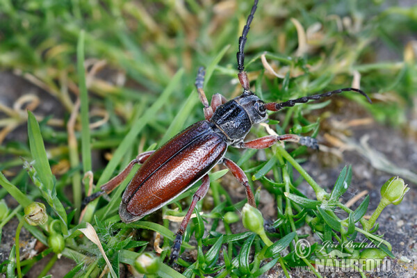 Dorcadion fulvum