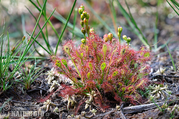 Drosera intermedia