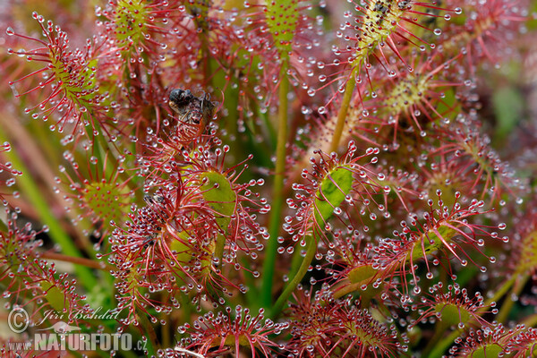 Drosera intermedia