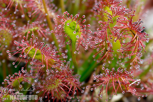 Drosera intermedia