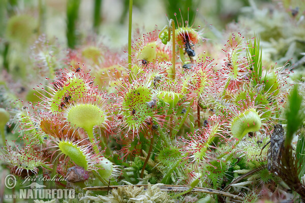 Drosera rotundifolia