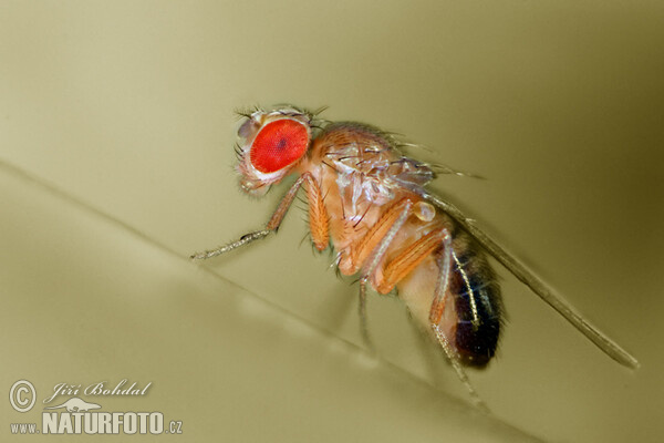 Drosophila melanogaster