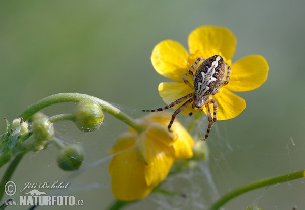 Eichblatt-Radspinne