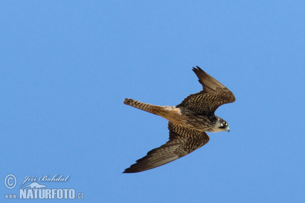 Eleonora's Falkon (Falco eleonorae)