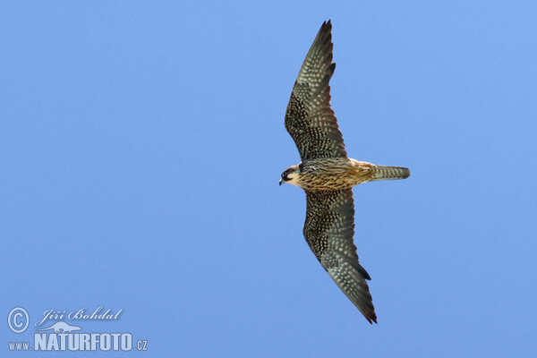 Eleonora's Falkon (Falco eleonorae)