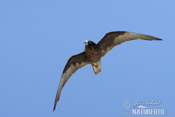 Eleonora's Falkon (Falco eleonorae)