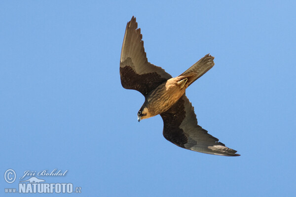 Eleonora's Falkon (Falco eleonorae)