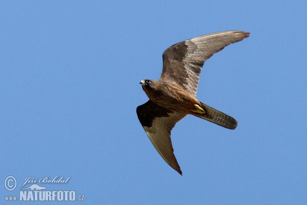 Eleonora's Falkon (Falco eleonorae)