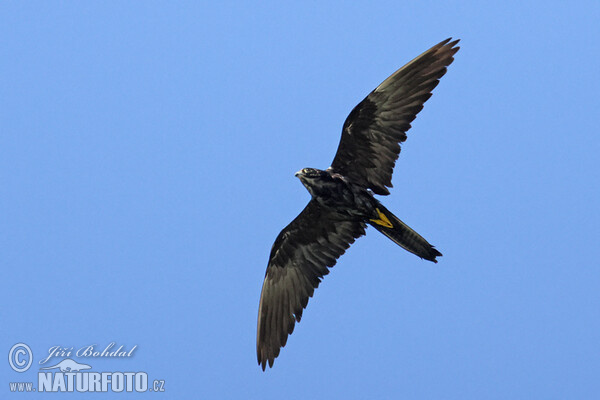 Eleonora's Falkon (Falco eleonorae)