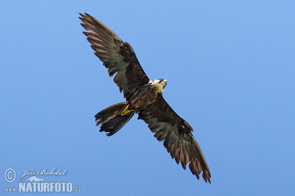 Eleonora's Falkon (Falco eleonorae)