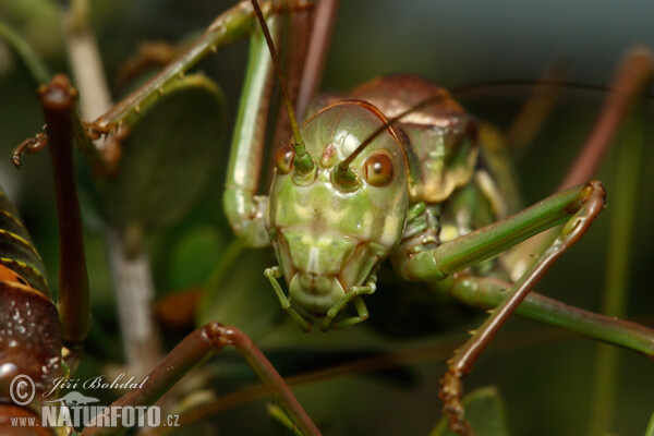 Ephippiger sp.