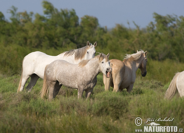 Equus ferus caballus