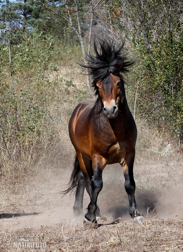 Equus ferus f. caballus