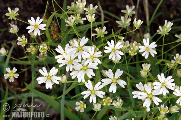 Estrellada