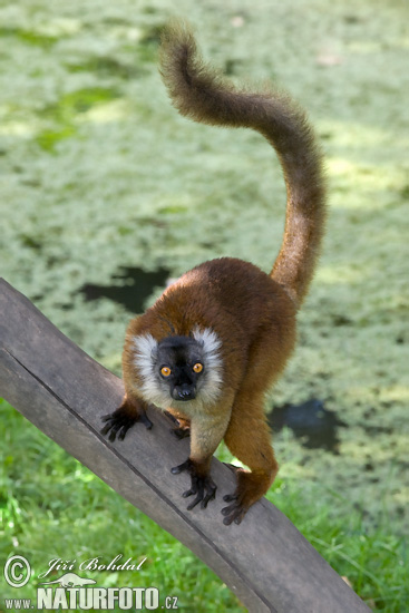 Eulemur fulvus rufus