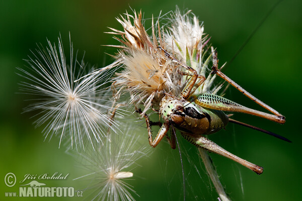 Eupholidoptera schmidti