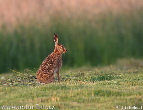 Europæisk hare