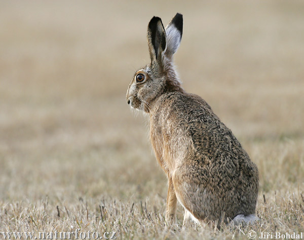 Europæisk hare