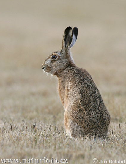 Europæisk hare